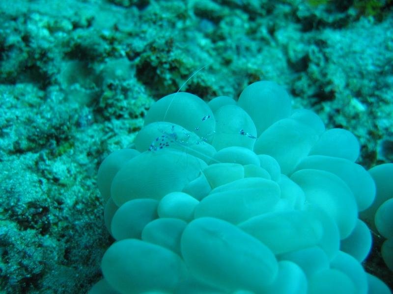 blueshrimp.jpg