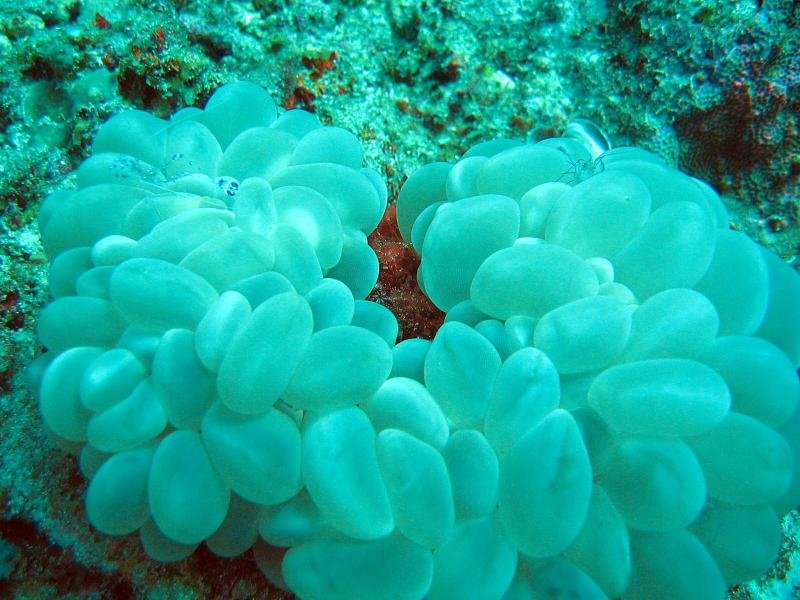 blueshrimpsonascidians.jpg