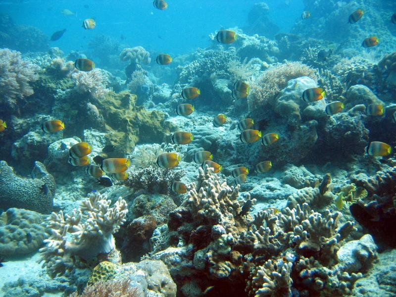 butterflyfish.jpg