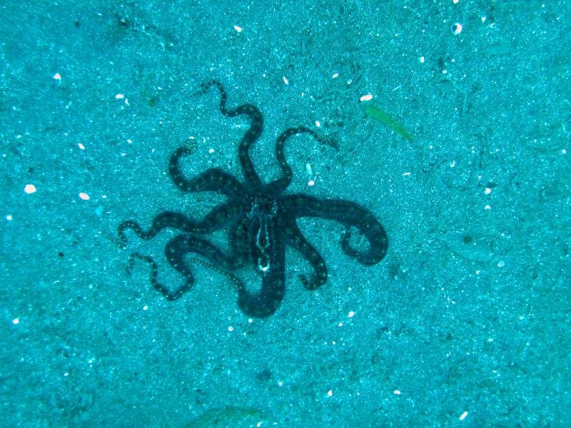 octopus.jpg