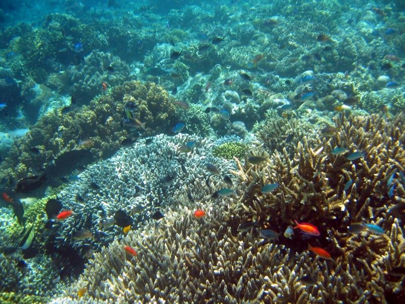 reef5.jpg