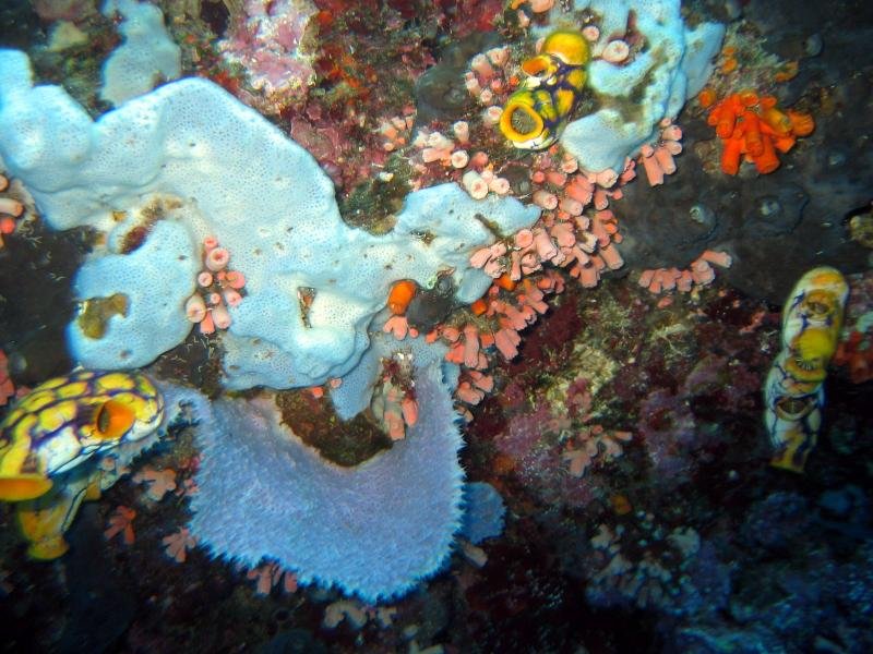 seasquirt.jpg
