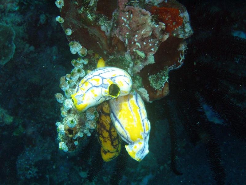 seasquirts.jpg