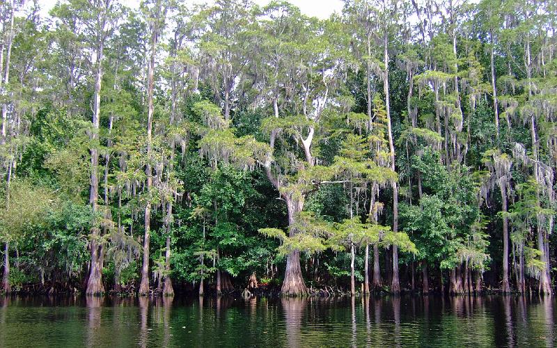 Everglades-003.jpg