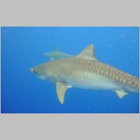 Shark-13.jpg