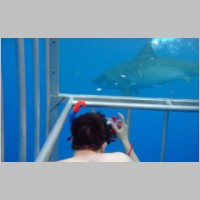 Shark-Fil-1.jpg