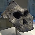 Paranthropus_ae