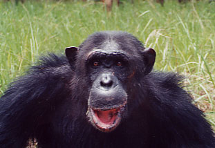 Pal Chimp