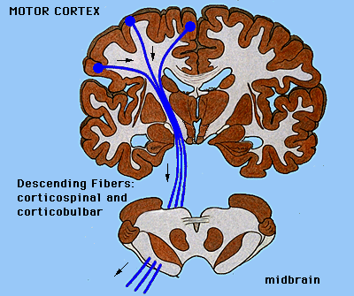 Projekcje eferentne