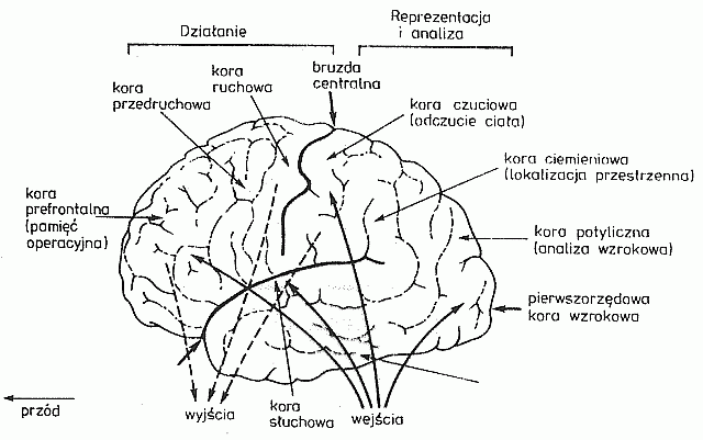 Mapy projekcji