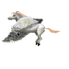 Pegasus