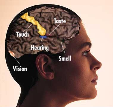 Massatchuse General Hospital, M. Freeman MRI scan