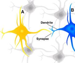 neuron