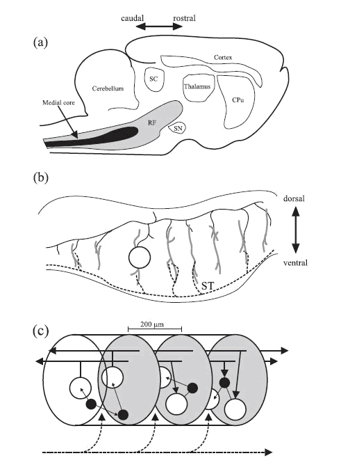 Pien mózgu model