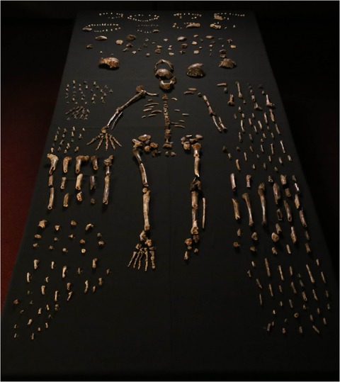 Homo naledi