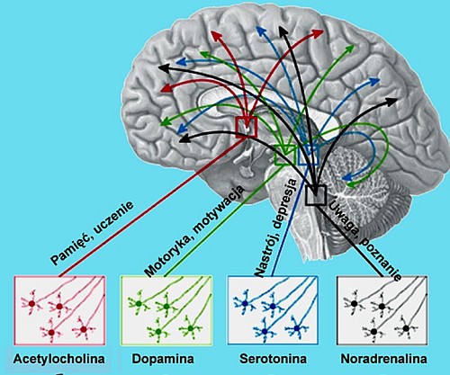 Neurotransmitery