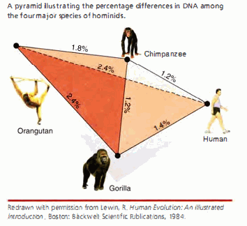 gen-simil-apes-human