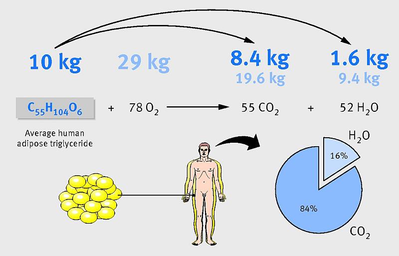 Burning fat