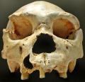 Homo heidelbergensis