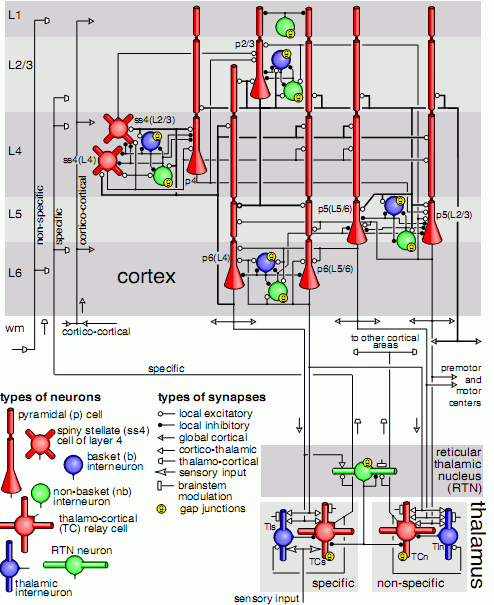 Sieci z fMRI mózgu