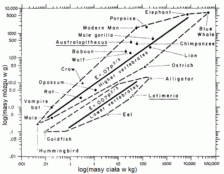 Ciało-mózg masa