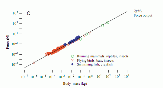 Animal force/mass