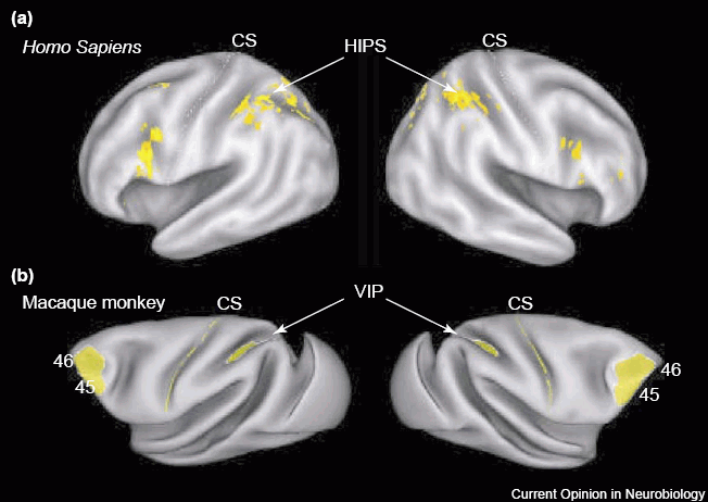 Neurony-liczby