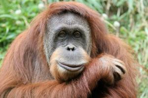 Orangutan