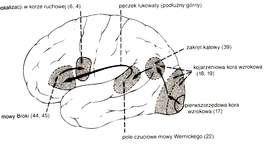 Pola słuchowe