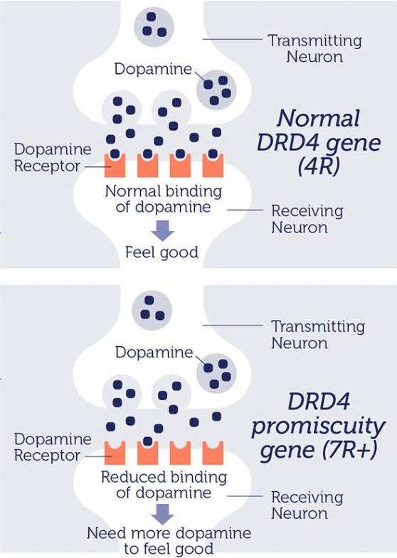 Receptor-DRD4W7