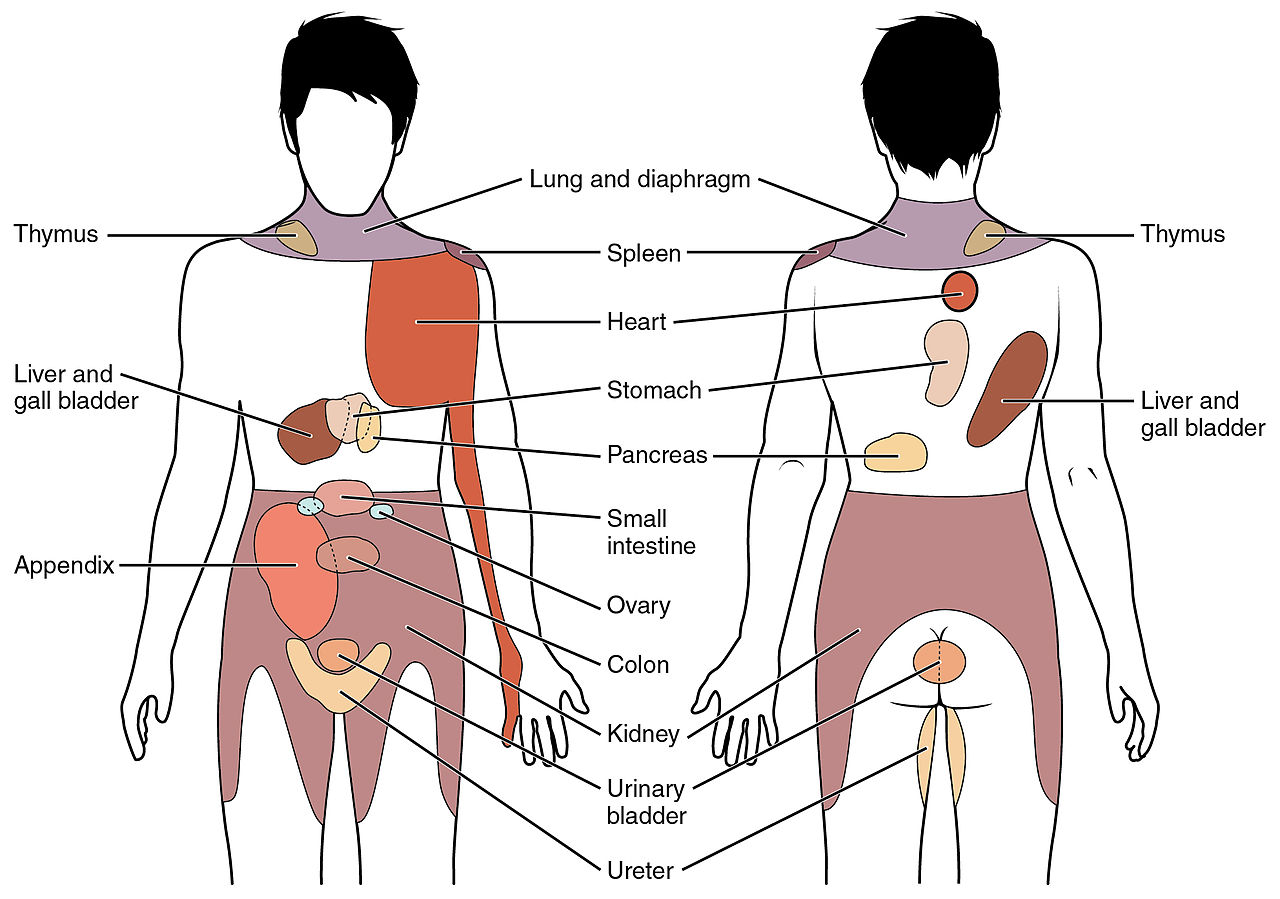 Referred_Pain_Chart.jpg