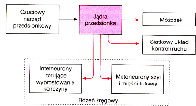 Uklad Przedsionkowy