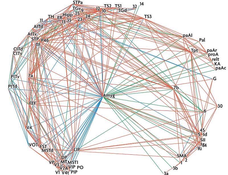 Young et al Analysis of connectivity: Neural systems in the cerebral cortex 199</center>

<p>Odbieranie pobudzeń przez ciało migdałowate bezpośrednio z wzgórza zajmuje ok. 12 ms u szczura,  lub nieco wolniej, ok. 25 ms drogą przez korę. Wzgórze rozdziela ogólne cechy bodźca, przesyła informację bezpośrednio do ośrodków podkorowych przyspieszając reakcję i umożliwiając reakcje emocjonalne pomimo uszkodzenia kory.
<br>Kora sensoryczna analizuje złożone aspekty bodźca, reakcja świadoma jest więc nieco późniejsza.
Kora przyśrodkowa przedczołowa otrzymuje te informacje z kory zmysłowej i może zahamować niewłaściwe zachowania, jeśli zostaną wywołane pomyłkowo.
<br>Lepiej szybko reagować a potem korygować niż zareagować zbyt wolno i stracić życie.

<p><b><a href=