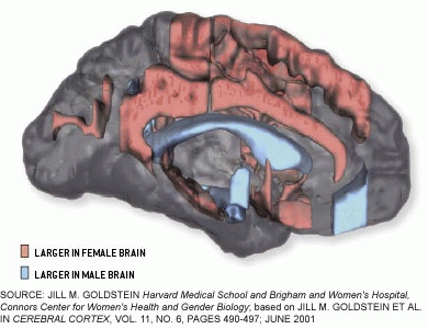 Brain differences