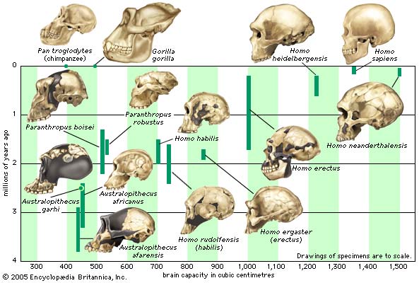 Homindae cranial capacity