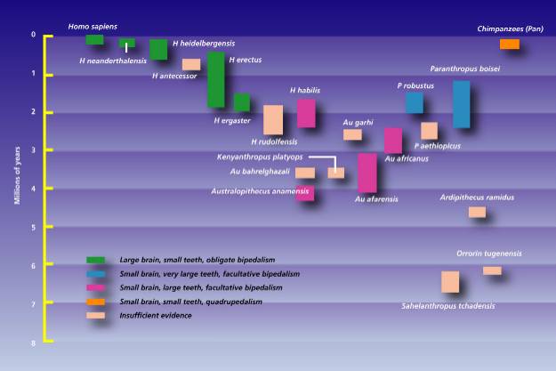 hominids timeline