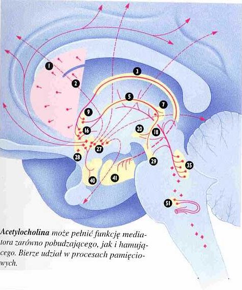 Projekcje acetylocholinowe