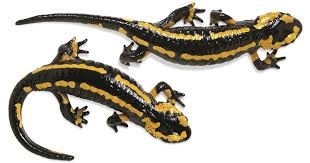 Salamandra