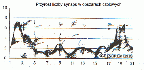 synapses-4