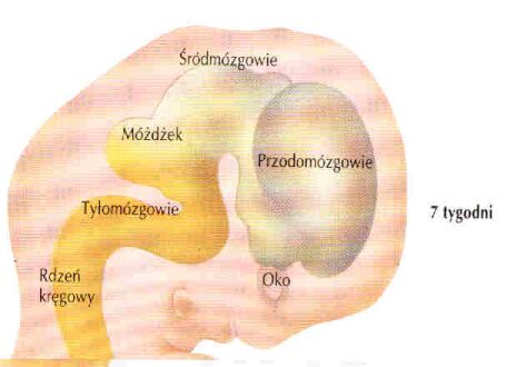 zarodek 7 tyg