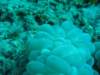 blueshrimp_small.jpg