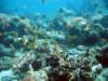 butterflyfish_small.jpg