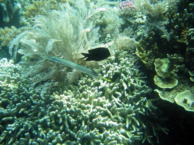 cornetfish.jpg