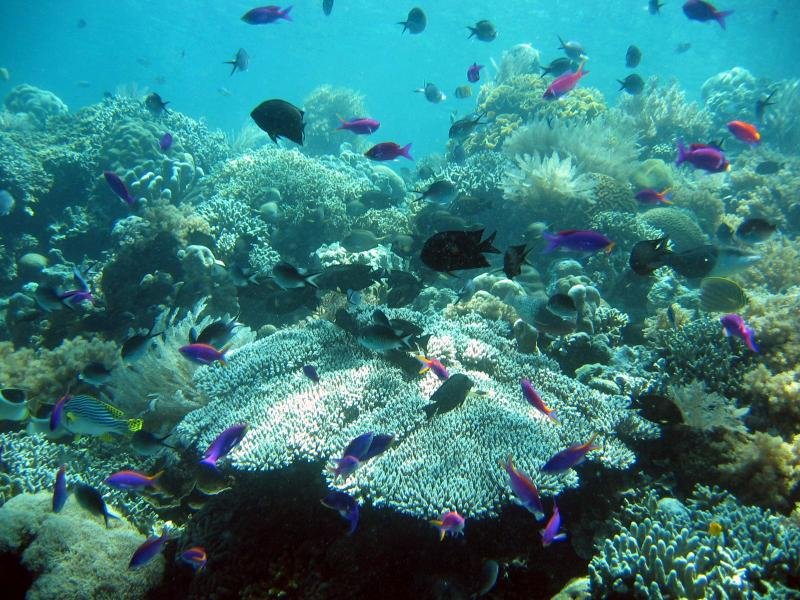 reef2.jpg