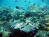 reef2_small.jpg