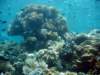 reef3_small.jpg