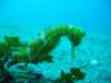 seahorse_small.jpg