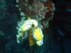 seasquirts_small.jpg