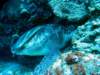 turtlewithsuckerfish_small.jpg