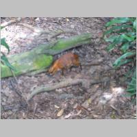 Sing-Zoo-005.html